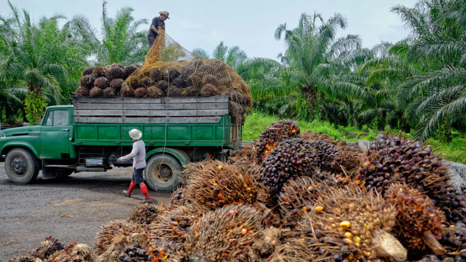 Two Years of Presidential Instruction on Palm Oil Moratorium: Government Needs to &ldquo;Step on the Gas&rdquo; to Improve Palm Oil Governance