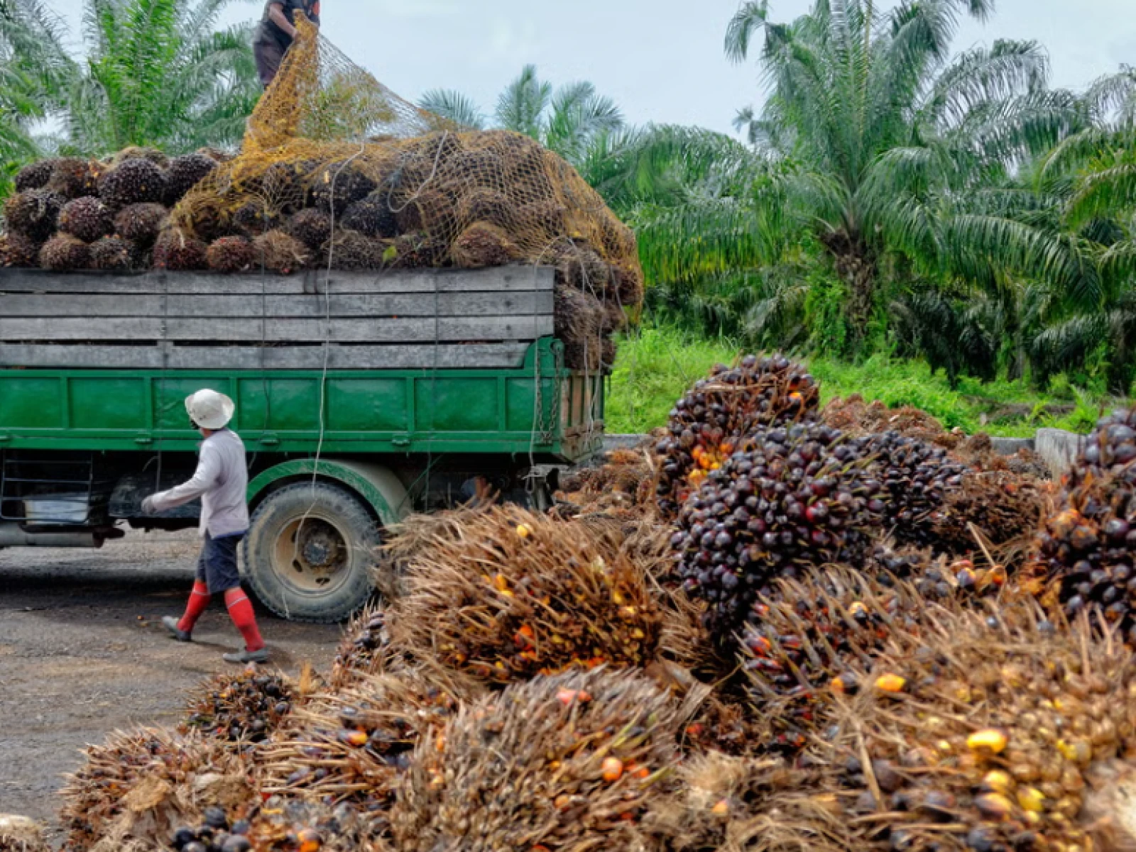 Two Years of Presidential Instruction on Palm Oil Moratorium: Government Needs to &ldquo;Step on the Gas&rdquo; to Improve Palm Oil Governance