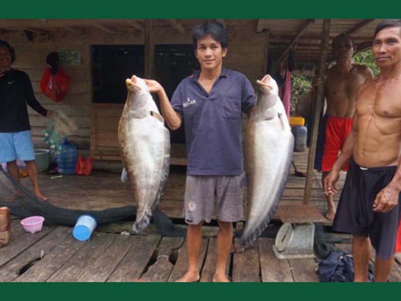 Upstream Sambas River Fish Diversity